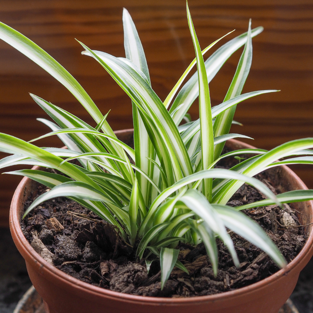 Hanging Curly Spider Plant Live in 4 Inch Pot | Bonnie Spider Plant | Air-Purifying | Low Maintenance | Perfect for Home and Office Decor | Easy Care Starter Plants