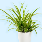 Curly Spider Plants Live House Plant | 4 Inch Pot Hanging Bonnie Spider Plant | Low Maintenance, Thrives in Home & Office, Perfect for Plant Enthusiasts