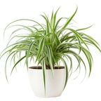 Spider Plant Live Houseplants in 4 Inch Pot | Air-Purifying, Low Maintenance, Thrives in Home & Office | Perfect for Plant Enthusiasts | Perfect for Beginners & Green Home Styling
