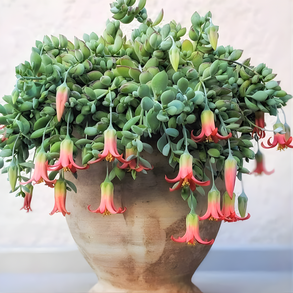 Cotyledon Pendens Succulent Plant Live – 6 Inch Pot | Rare Trailing Houseplant | Easy-Care Indoor Succulent