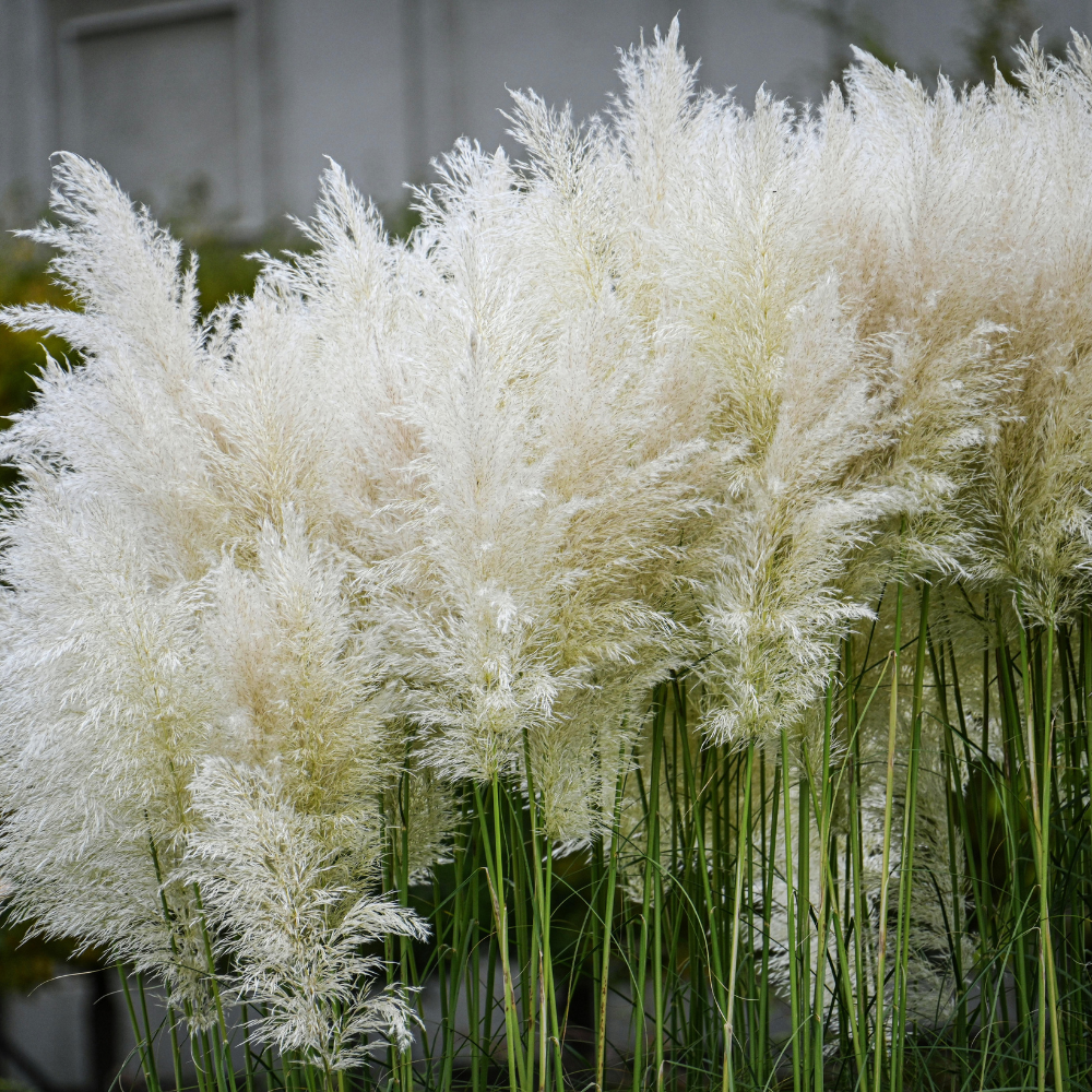 300 Heirloom Pampas Grass Seeds for Planting, Non-GMO Ornamental Decor for Outdoor Gardens, Sturdy Growth, Easy to Care