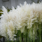 300 Heirloom Pampas Grass Seeds for Planting, Non-GMO Ornamental Decor for Outdoor Gardens, Sturdy Growth, Easy to Care