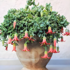 Cotyledon Pendens Succulent Plant Live | 4 Inch Pot Rare Trailing Variety Houseplant for Indoor Growing and Collections