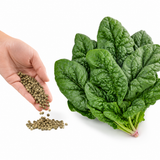 Bloomsdale Spinach Seeds for Planting, 200 Pcs, Non GMO, Easy to Grow Green Vegetables Seeds, for Backyard Garden