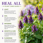 200 Heal All Seeds (Prunella vulgaris), Heirloom, Drought Tolerant, High-Yield Perennial, for Borders & Pollinator Gardens