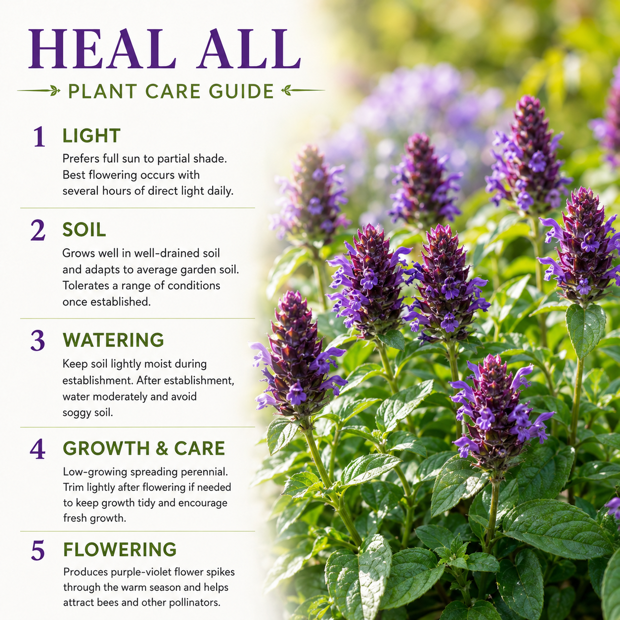 200 Heal All Seeds (Prunella vulgaris), Heirloom, Drought Tolerant, High-Yield Perennial, for Borders & Pollinator Gardens