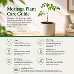 Moringa Tree Live Plant, 4-5 Inch Tall, Hardy, Easy Care, Fast Growing Drumstick Tree, Ideal for Home Gardening & Raised Beds