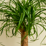 Ponytail Plants Live Houseplants in 4” Inch Pot | Pony Tail Palm Live Plant | Low-Maintenance Houseplants Live | Ideal Indoor Accent for Home & Office | Unique Gift for Plant Lovers