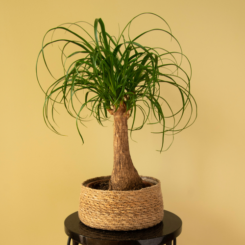 Ponytail Palm Live Plant Indoor in 4” Inch Pot | Easy-Care House Plants Live | Decorative Indoor Tree for Homes, Desks & Modern Spaces