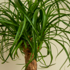Ponytail Palm Live Plant Indoor in 4” Inch Pot | Easy-Care House Plants Live | Decorative Indoor Tree for Homes, Desks & Modern Spaces
