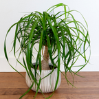 Ponytail Plants Live Houseplants in 4” Inch Pot | Pony Tail Palm Live Plant | Low-Maintenance Houseplants Live | Ideal Indoor Accent for Home & Office | Unique Gift for Plant Lovers