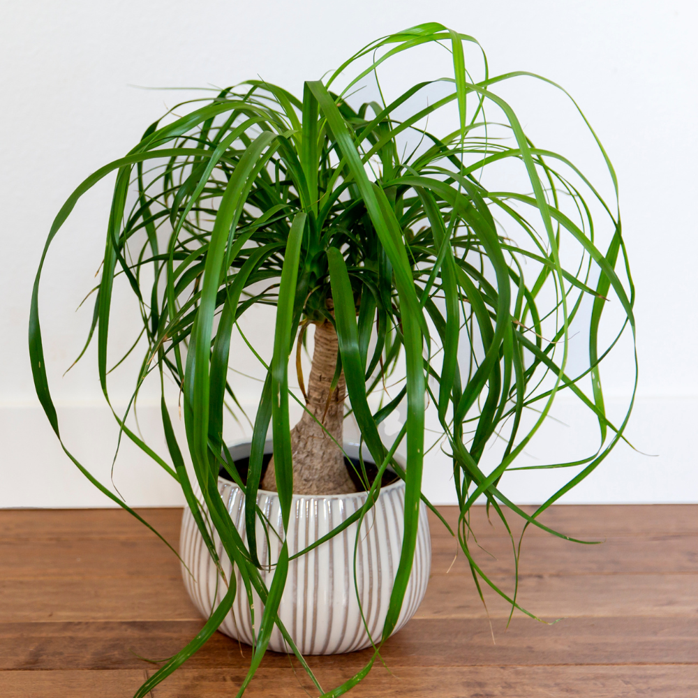 Ponytail Plants Live Houseplants in 4” Inch Pot | Pony Tail Palm Live Plant | Low-Maintenance Houseplants Live | Ideal Indoor Accent for Home & Office | Unique Gift for Plant Lovers