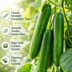 150 Straight Eight Cucumber Seeds, Non-GMO, Heirloom, Easy to Grow, Crispy Sweet Cucumber Vegetable Seeds for Garden Trellis