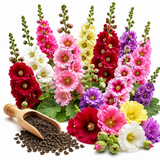 100 Hollyhock Summer Carnival Mix Flower Seeds, Non-GMO, Fast Growing, Double Bloom Alcea Rosea Seeds for Yard Borders, Fences, and Pollinator Gardens