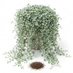 Silver Falls Dichondra Seeds, 20 Pcs,Non GMO, Low Maintenance, Decorative Cascading Plants for Hanging Planters & Outdoor Spaces
