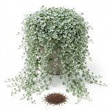 Silver Falls Dichondra Seeds, 20 Pcs,Non GMO, Low Maintenance, Decorative Cascading Plants for Hanging Planters & Outdoor Spaces