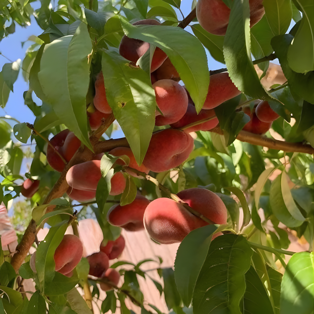 (No Ship to CA,HI,AK) Donut Peach Fruit Tree | Large Live Seedling Plant 30-36 Inches in 3 Gallon Pot | Hardy Sweet Flat Peach Fruit Tree, Ready to Bear Fruits