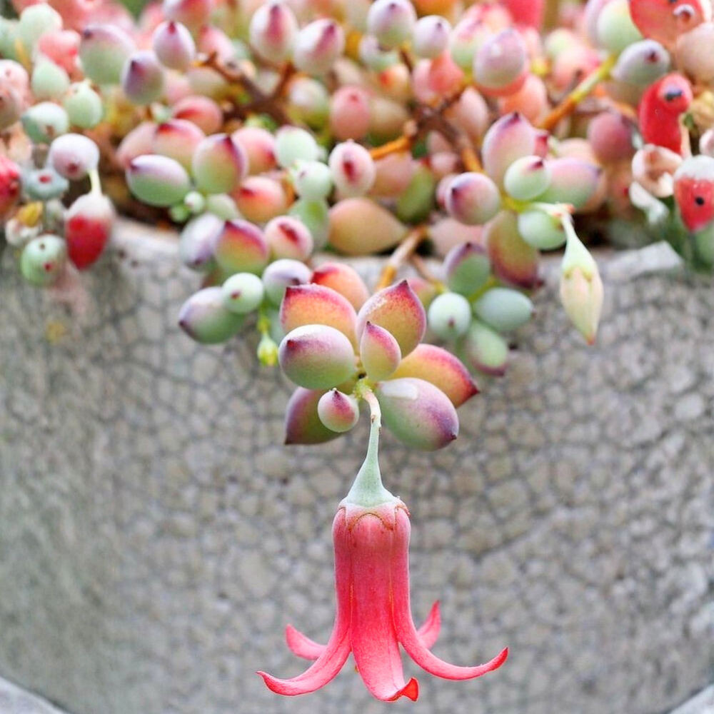 Cotyledon Pendens Succulent Plant Live | 4 Inch Pot Rare Trailing Variety Houseplant for Indoor Growing and Collections