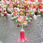 Cotyledon Pendens Succulent Plant Live | 4 Inch Pot Rare Trailing Variety Houseplant for Indoor Growing and Collections