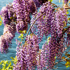 2 Purple Wisteria Live Plant 12-18" Tall, Wisteria with Purple Blooms in 2.5 Inch Pot, Fast-Growing Fragrant Flowering Vine, Perfect for Home Décor & Garden Entrances