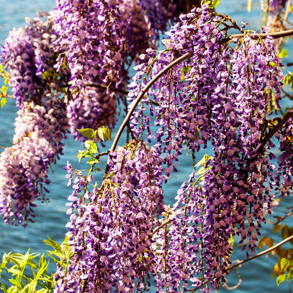 2 Purple Wisteria Live Plant 12-18" Tall, Wisteria with Purple Blooms in 2.5 Inch Pot, Fast-Growing Fragrant Flowering Vine, Perfect for Home Décor & Garden Entrances