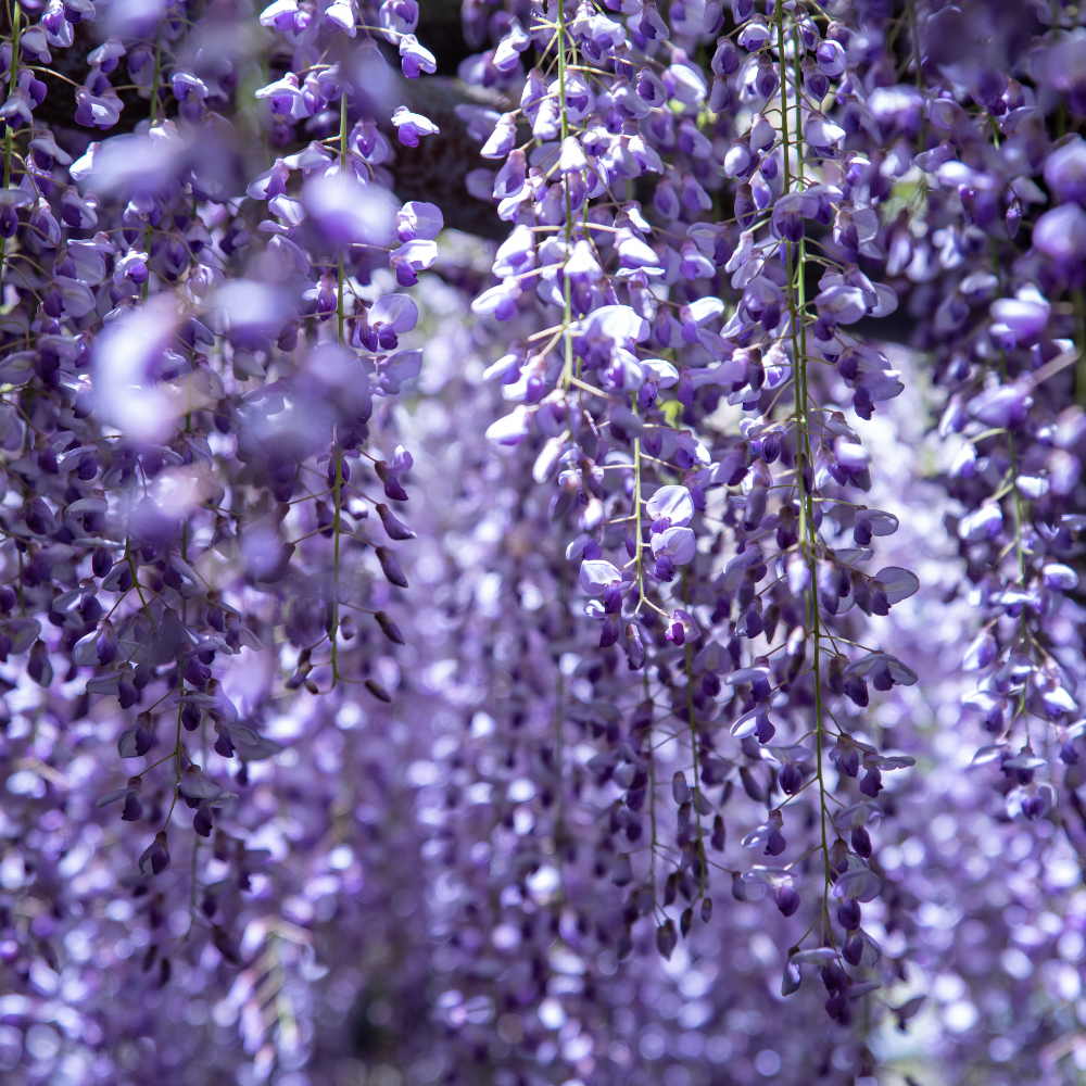 2 Purple Wisteria Live Plant 12-18" Tall, Wisteria with Purple Blooms in 2.5 Inch Pot, Fast-Growing Fragrant Flowering Vine, Perfect for Home Décor & Garden Entrances