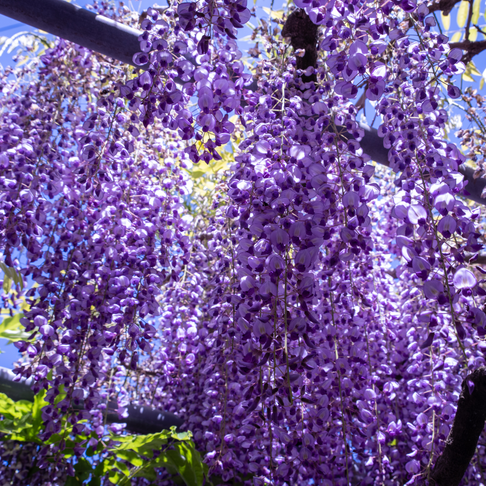 2 Purple Wisteria Live Plant 12-18" Tall, Wisteria with Purple Blooms in 2.5 Inch Pot, Fast-Growing Fragrant Flowering Vine, Perfect for Home Décor & Garden Entrances