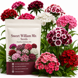 750 Pcs Sweet William Flower Seeds, Heirloom Dianthus Barbatus Mix for Planting, Fast-Growing Plants for Bright Sunlit Gardens