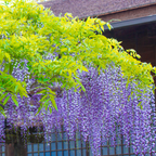 2 Purple Wisteria Live Plant 12-18" Tall, Wisteria with Purple Blooms in 2.5 Inch Pot, Fast-Growing Fragrant Flowering Vine, Perfect for Home Décor & Garden Entrances