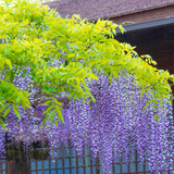 2 Purple Wisteria Live Plant 12-18" Tall, Wisteria with Purple Blooms in 2.5 Inch Pot, Fast-Growing Fragrant Flowering Vine, Perfect for Home Décor & Garden Entrances