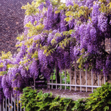 American Purple Wisteria Live Plant 12-18" Tall in 2.5 Inch Pot | Long Trailing Lavender Purple Flowers | Vigorous Climbing Vine for Pergolas, Trellises & Cottage-Style Gardens