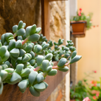Cotyledon Pendens Succulent Plant Live – 2 Inc Pot | Indoor Trailing Houseplant | Well Rooted Easy to Care