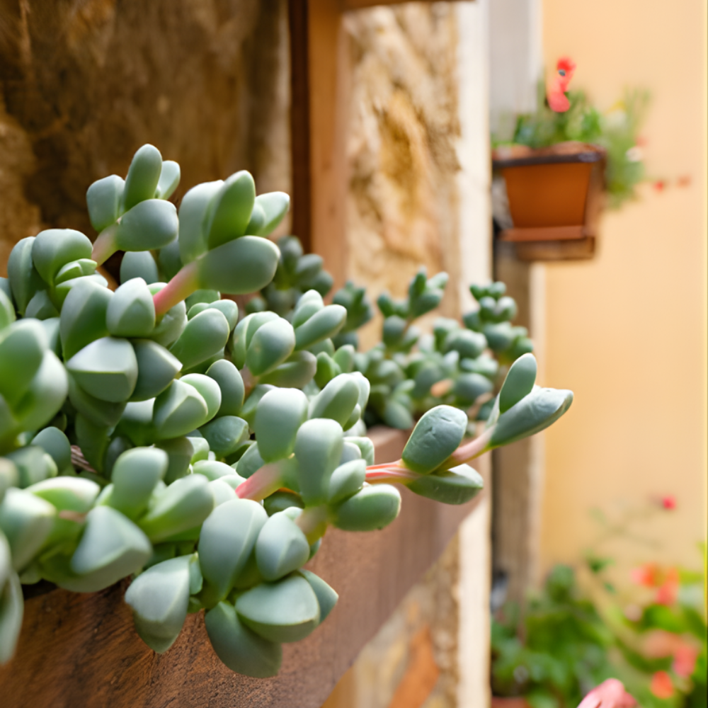 Cotyledon Pendens Succulent Plant Live – 2 Inc Pot | Indoor Trailing Houseplant | Well Rooted Easy to Care