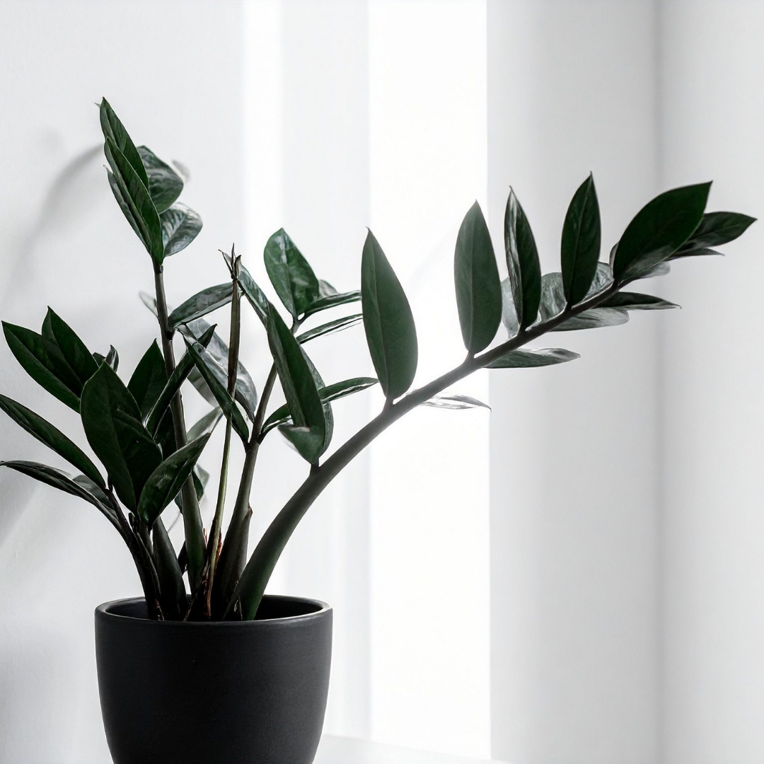 ZZ Plant Live in 6’’ Inch Pot - Black Raven ZZ Plant Live with Glossy Dark Foliage | Easy-Care Zamioculcas for Indoor Rooms, Works Well in Homes, Apartments & Office Settings