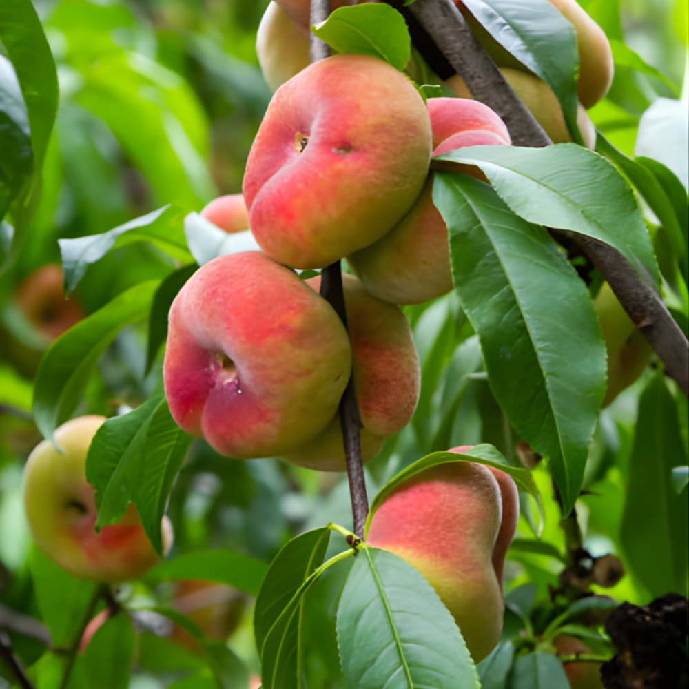 (No Ship to CA,HI,AK) Large Donut Peach Fruit Tree Live Plant | 30-36 Inches Tall in 3 Gallon Pot | Sweet Yellow Red Peaches | Low Chill Nectarine Tree Seedling for Home Growers