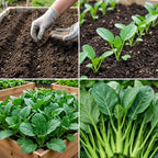 Chinese Broccoli Seeds for Planting - Kailaan, 300 Pcs, Non GMO, Heirloom, Easy to Grow Vegetables Seeds for Outdoor Gardens