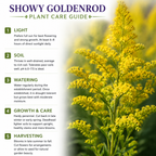 200 Showy Goldenrod Seeds, Non-GMO, Solidago speciosa Seeds, Vibrant Yellow Flower, Native Perennial for Backyard Landscape