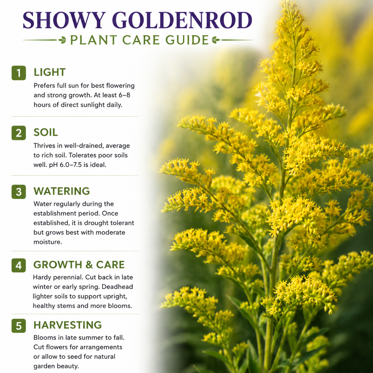 200 Showy Goldenrod Seeds, Non-GMO, Solidago speciosa Seeds, Vibrant Yellow Flower, Native Perennial for Backyard Landscape