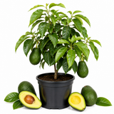 Avocado Live Fruit Tree, 3 Gallon Pot, Vigorous Evergreen Plant for Edible Landscapes, Sturdy Subtropical Shade Tree for Creamy Harvests & Lush Green Foliage (No Ship to CA, HI, AK)