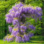 American Purple Wisteria Live Plant in 2.5 Inch Pot | 12-24 Inch Tall | Hardy, Fragrant Purple Flower | Easy-Care Climbing Vine for Landscapes, Fences & Outdoor Garden Décor