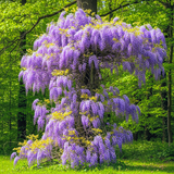 American Purple Wisteria Live Plant in 2.5 Inch Pot | 12-24 Inch Tall | Hardy, Fragrant Purple Flower | Easy-Care Climbing Vine for Landscapes, Fences & Outdoor Garden Décor