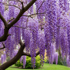 American Purple Wisteria Live Plant in 2.5 Inch Pot | 12-24 Inch Tall | Hardy, Fragrant Purple Flower | Easy-Care Climbing Vine for Landscapes, Fences & Outdoor Garden Décor