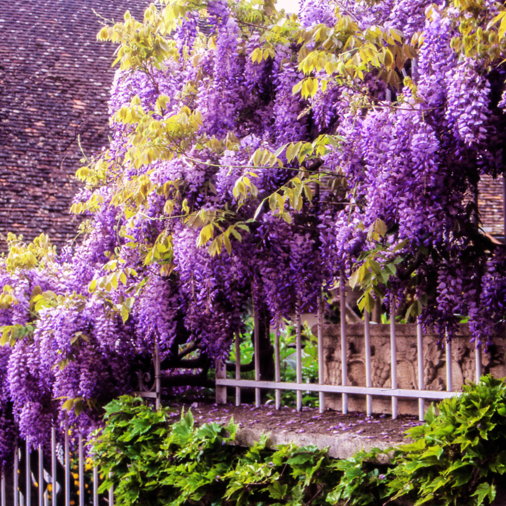 American Purple Wisteria Live Plant in 2.5 Inch Pot | 12-24 Inch Tall | Hardy, Fragrant Purple Flower | Easy-Care Climbing Vine for Landscapes, Fences & Outdoor Garden Décor