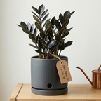 ZZ Plant Live in 6’’ Inch Pot - Black Raven ZZ Plant Live with Glossy Dark Foliage | Easy-Care Zamioculcas for Indoor Rooms, Works Well in Homes, Apartments & Office Settings