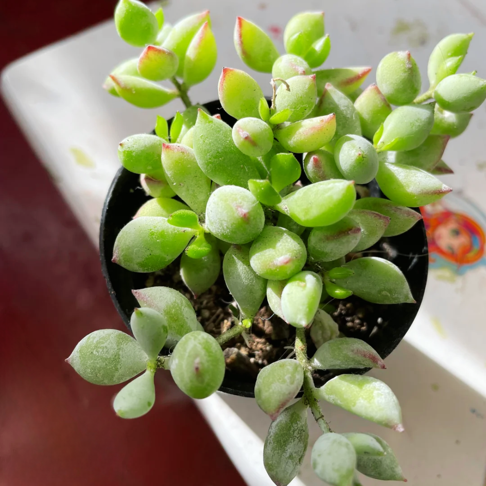 Cotyledon Pendens Succulent Plant Live – 6 Inch Pot | Rare Trailing Houseplant | Easy-Care Indoor Succulent