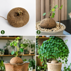Stephania Plant Live, 3 – 3.5" Rare Caudex Bulb, Compact Stephania Erecta Bulb, Simple-Care Indoor Houseplant, Ideal for Unique Plant Gifts