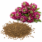 200 Deep Rose Alyssum Seeds, Non-GMO Sweet Alyssum Flower Seeds, Drought Tolerant, Ideal for Garden Borders & Hanging Baskets