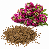 200 Deep Rose Alyssum Seeds, Non-GMO Sweet Alyssum Flower Seeds, Drought Tolerant, Ideal for Garden Borders & Hanging Baskets