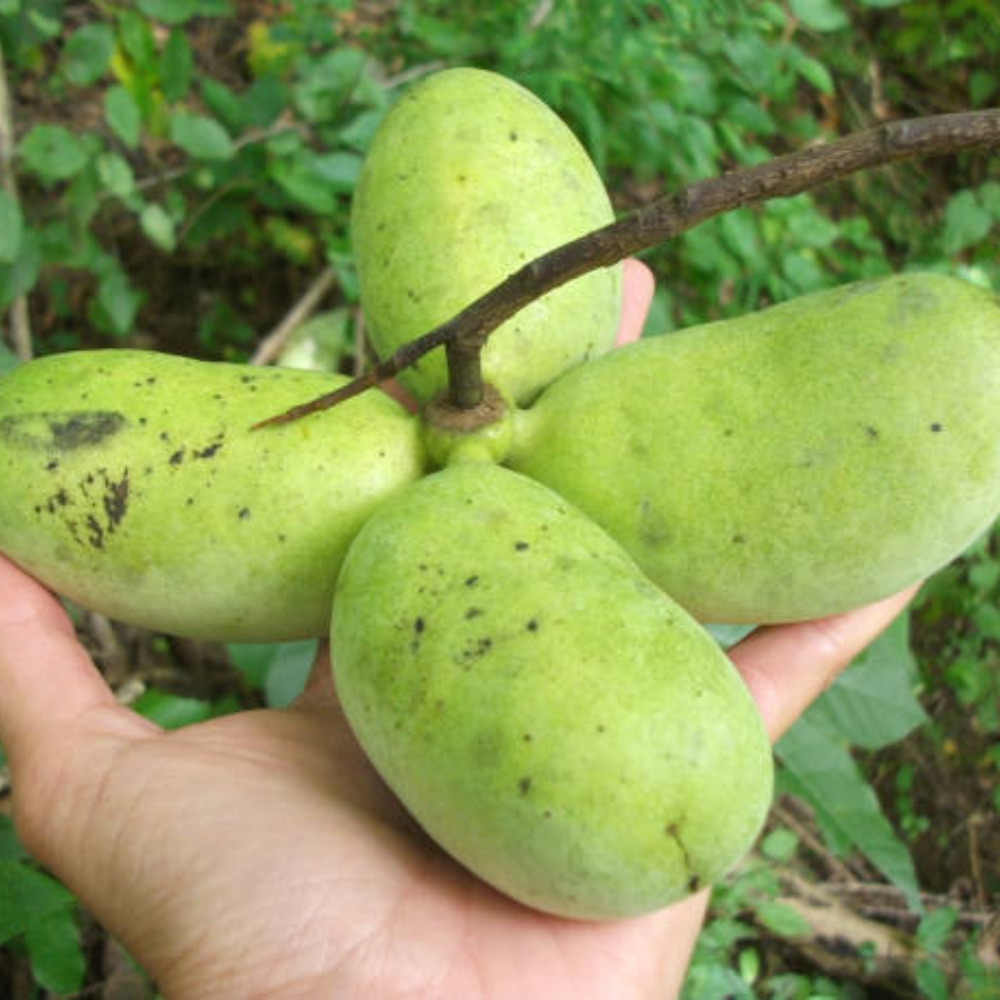 Pawpaw Tree Live Plants, 12-18 Inch Tall, Quart Pot, Low Maintenance Deciduous Fruit Shrub, Robust Well-Rooted Native Plants for Garden
