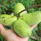 Pawpaw Tree Live Plants, 12-18 Inch Tall, Quart Pot, Low Maintenance Deciduous Fruit Shrub, Robust Well-Rooted Native Plants for Garden